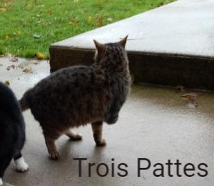 Trois Pattes Chatons De L Espoir Animal Webaction Trois Pattes Chatons De L Espoir Animal Webaction