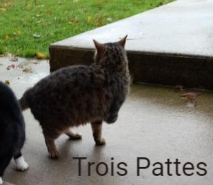 Trois Pattes Chatons De L Espoir Animal Webaction