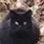 photo animal
