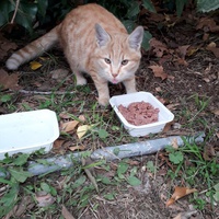photo de livraison pour Chats Oubliés