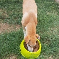 photo de livraison pour SOS Animaux Tunisie