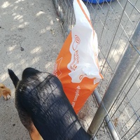 photo de livraison pour Europe4strays