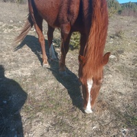 photo de livraison pour Equi-Libre : Droit à la Retraite Equine