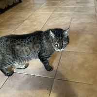 photo de livraison pour Ecole du Chat des Alpilles