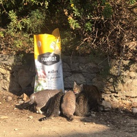photo de livraison pour Chats en Liberté