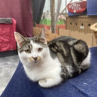 photo de livraison pour Association Des  Chats  De Hyeres