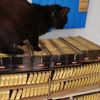 photo de livraison pour L'Ecole du Chat Istreen