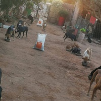 photo de livraison pour Help Adopt Moroccan Animals