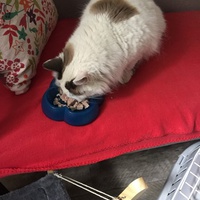 photo de livraison pour Les Chats Libres Condom 32