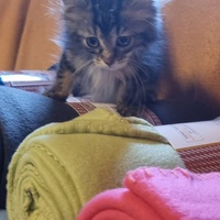 photo de livraison pour Amis de Myrtille