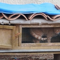 photo de livraison pour Cat Miaou