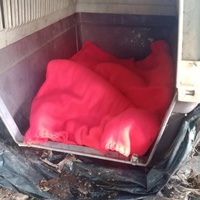 photo de livraison pour Les Chats-Pitresdelavi-Ste