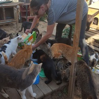 photo de livraison pour Chats Libres de Béziers