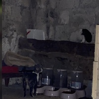 photo de livraison pour Association Nos Amis Nos Animaux