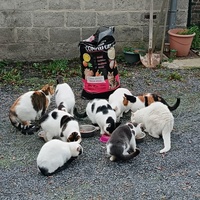 photo de livraison pour Sweety Pets