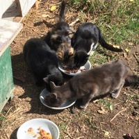 photo de livraison pour Ecole du Chat des Alpilles