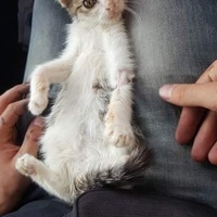 photo de livraison pour Les Amis de Nala 