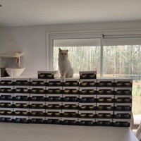 photo de livraison pour NAE-NUTTI - Les chats de la maison brûlée