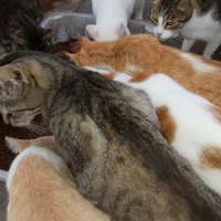 photo de livraison pour HELP