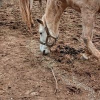photo de livraison pour Equi-Libre : Droit à la Retraite Equine