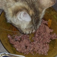 photo de livraison pour Les Chats-Pitresdelavi-Ste