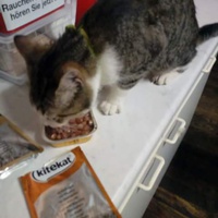 photo de livraison pour L'Arche de Marie - Mes Amours de Chats