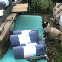 photo de livraison pour Les chats de chez nous