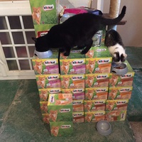 photo de livraison pour Vallée des Chats