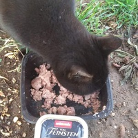 photo de livraison pour Les Chats-Pitresdelavi-Ste