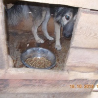 photo de livraison pour Pro Animals Finland ry