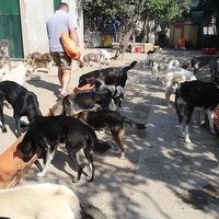 photo de livraison pour Europe4strays