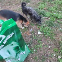 photo de livraison pour Ivana Nikolić