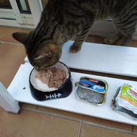 photo de livraison pour A Pas De Chats