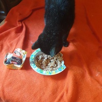 photo de livraison pour Ecole du Chat d’Arbois