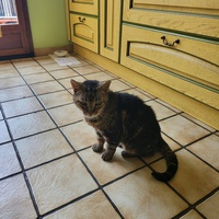 photo de livraison pour Chat de Gout'hier sans Toit