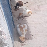 photo de livraison pour ADAN Essaouira