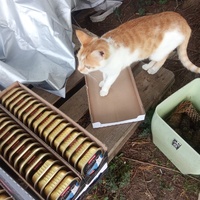 photo de livraison pour Chats Oubliés