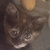 photo animal