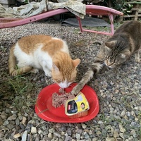 photo de livraison pour Les chats de chez nous