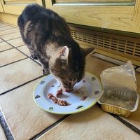 photo de livraison pour Chat de Gout'hier sans Toit