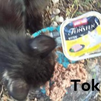 photo de livraison pour Les Chats-Pitresdelavi-Ste