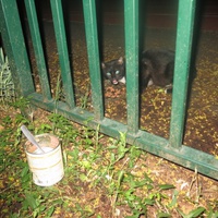 photo de livraison pour Chat Libre de l'Ile du Ramier