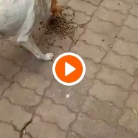photo de livraison pour Comme Chiens et Chats Maroc