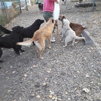 photo de livraison pour Antonia Save Animals