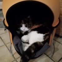 photo de livraison pour Chat de Gout'hier sans Toit