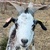 photo animal