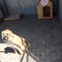 photo de livraison pour Save & Hope for Dogs