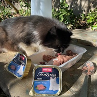 photo de livraison pour Bien vivre avec les Chats Sallélois