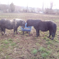 photo de livraison pour Refuge cheval Espoir