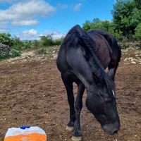 photo de livraison pour La Retraite des Chevaux des Causses